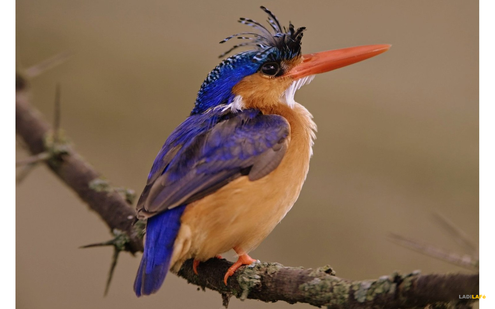 Découverte des oiseaux pecheurs